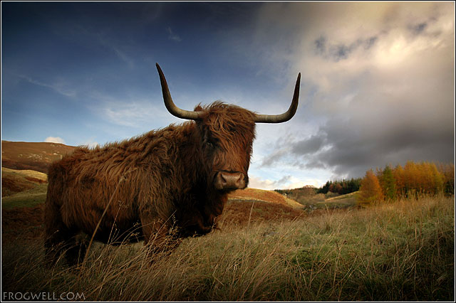 Highland Cow02.jpg
